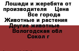 Лошади и жеребята от производителя. › Цена ­ 120 - Все города Животные и растения » Другие животные   . Вологодская обл.,Сокол г.